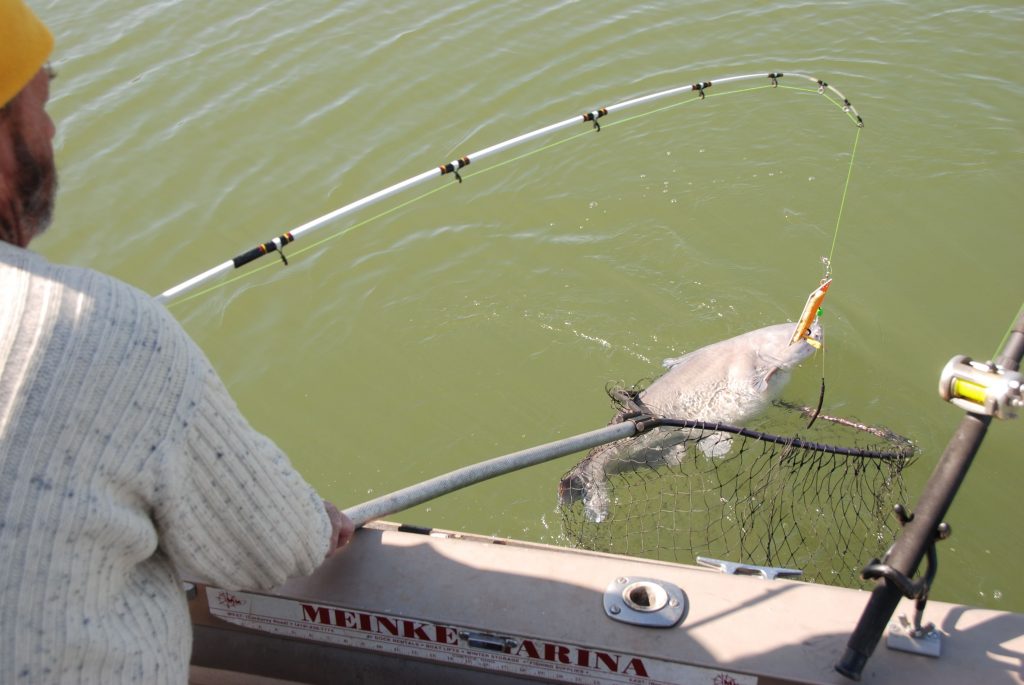 6 Best Catfish Rods to Catch the Biggest Fish in Your Life