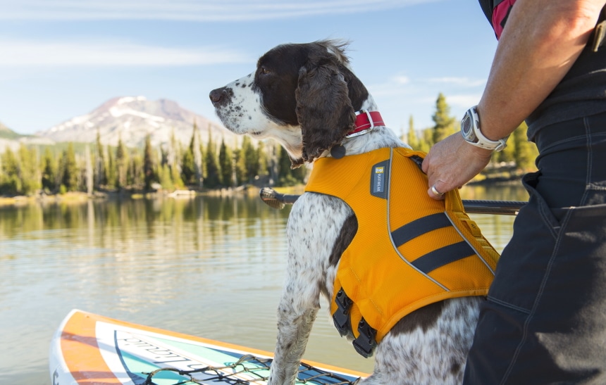 10 Best Dog Life Jackets – Provide Your Pet’s Safety!